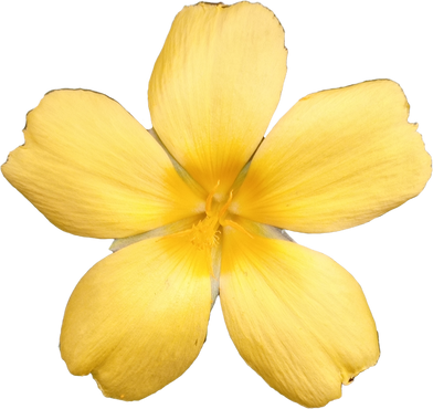 Yellow Flower Cutout